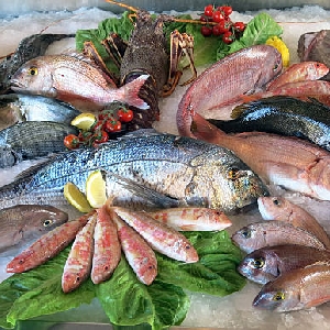 Fresh Seafood Market in Irbid - AL Mayar…