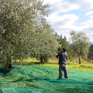 Olive Harvest Jordan - للبيع ماكينات…